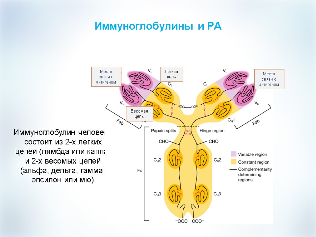 Иммуноглобулины и РА Иммуноглобулин человека состоит из 2-х легких цепей (лямбда или каппа) и